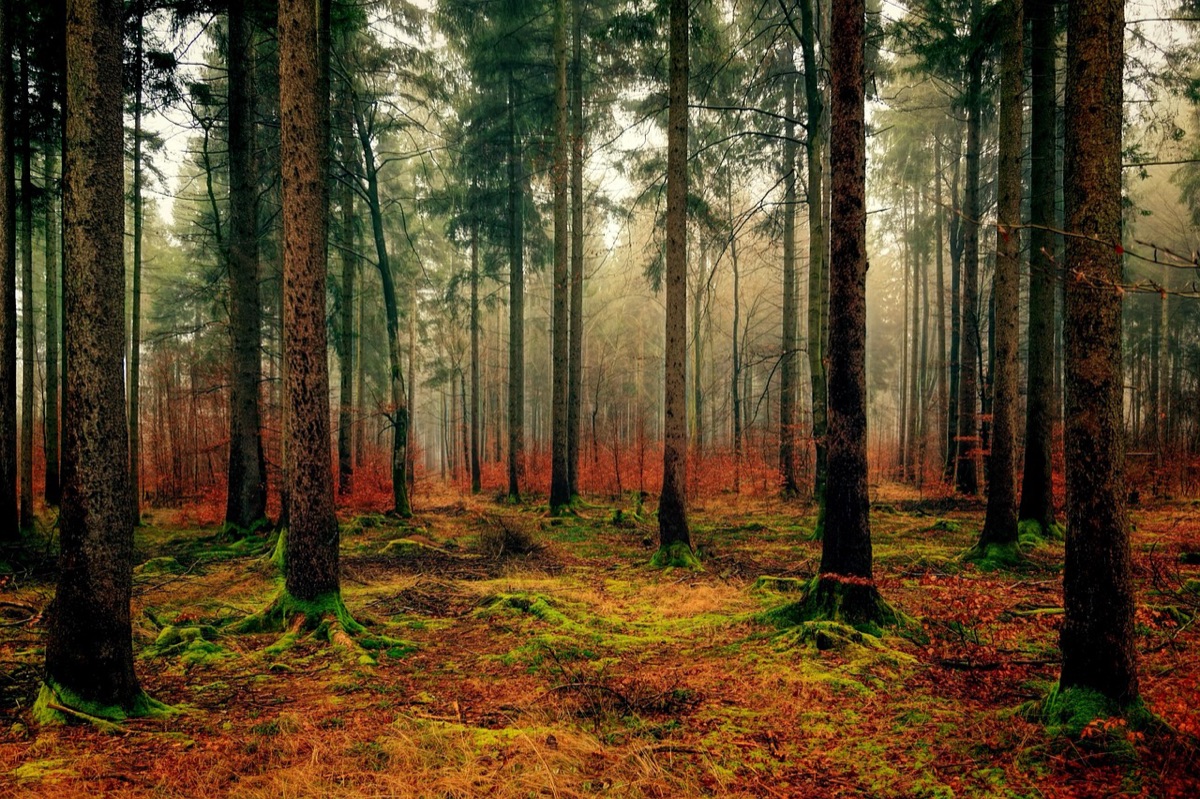 Feuilles d'automne sur un sol forestier
