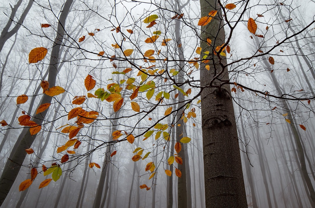 Yosemite trail with fallen leaves