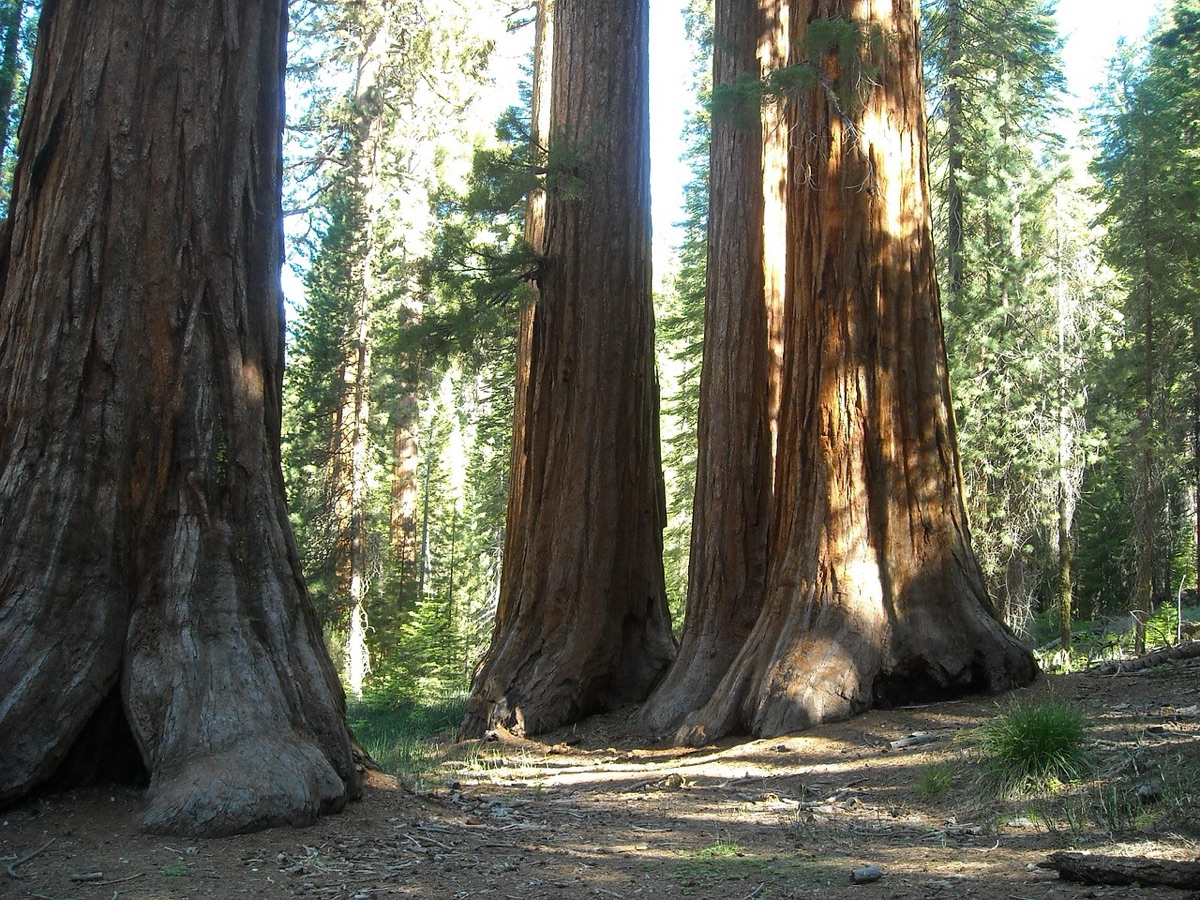 corredores de montanha em Yosemite com folhas douradas e verdes